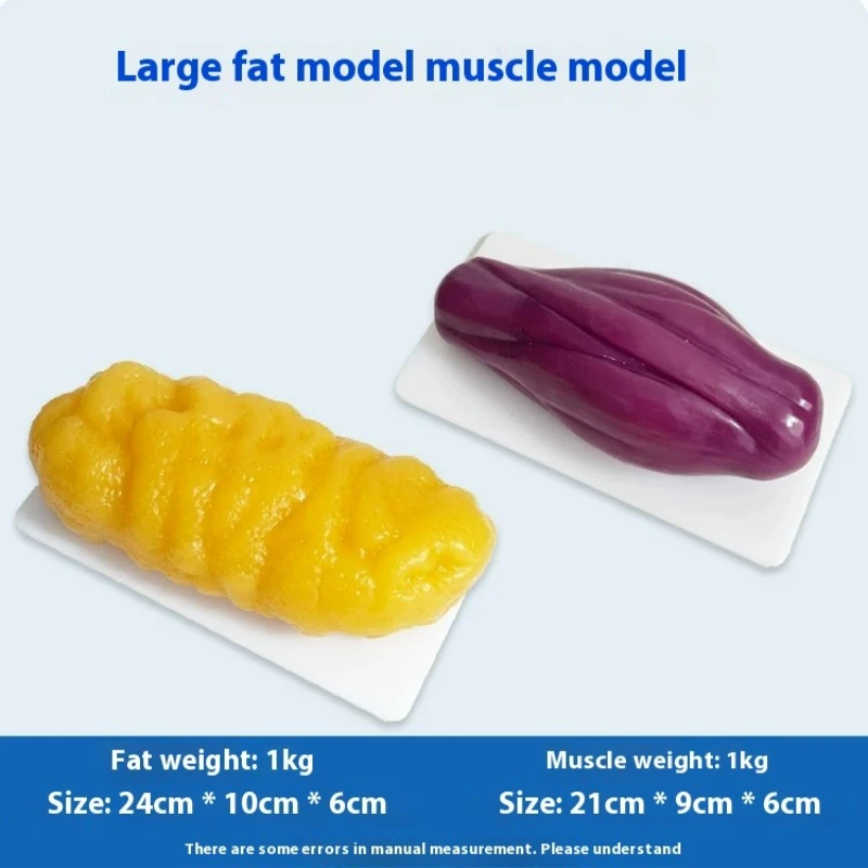Nutrition For Health Fitness & Sport Melvin Williams - Réplicas de Músculos e Gorduras Humanas: